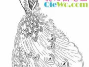 ��ȸ�ļ�ʻ�ͼƬ